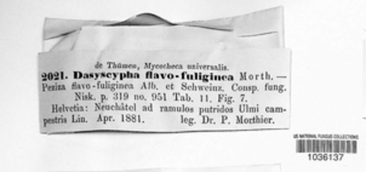 Dasyscyphus flavo-fuliginea image